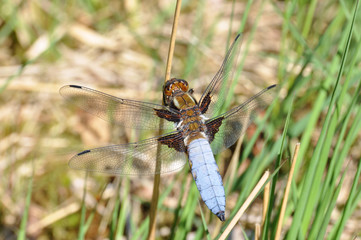 Broad-bodied Chaser (male, Libellula depressa)