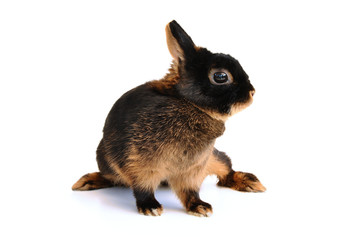 Small breed Tan rabbit isolated on white