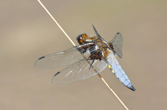 Broad-bodied Chaser (male, Libellula depressa)