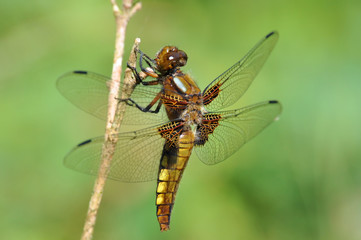 Broad-bodied Chaser (female, Libellula depressa)