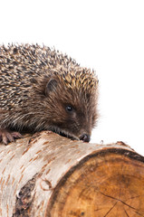 Hedgehog