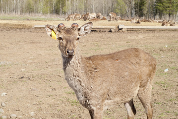 Young deer