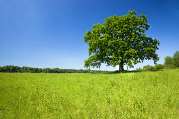 Fototapeta na wymiar Zielona drzewa rosnące w obszarze