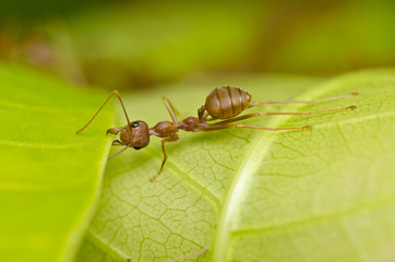 red ant power work building home