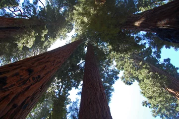 Raamstickers redwood canopy © Deatonphotos