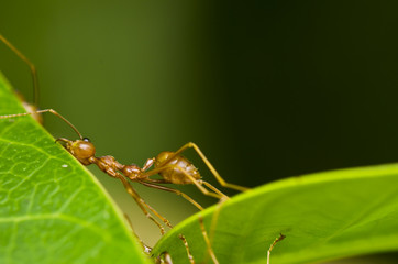 red ant so tired