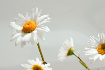 Daisies isolated on white