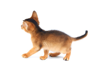 Abyssinian kitty isolated on white background