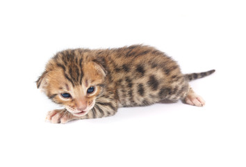 Cute bengal kitten isolated