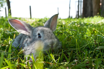 little mammal rabbit