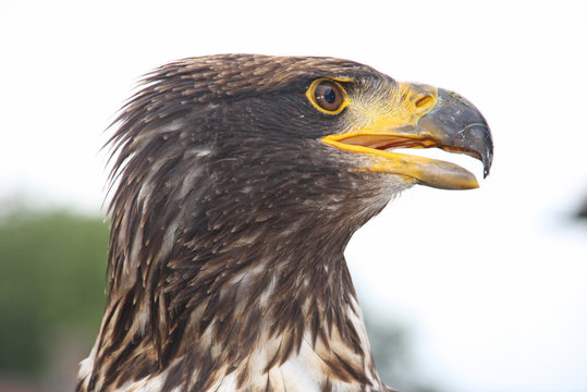 Adelr, Seeadler