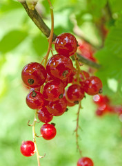 rote Johannisbeeren