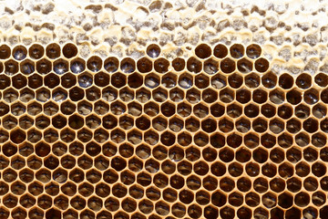 Honigwabe mit goldgelbem Bienenhonig - Makro