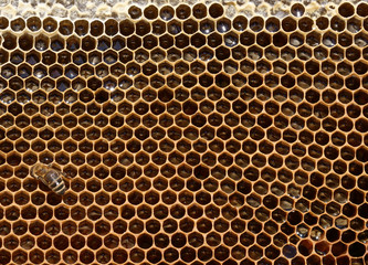 Honigwabe mit gefüllten Zellen und Honigbiene