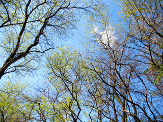 trees and blue sky
