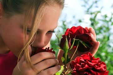 Fototapeta na wymiar aroma of the red roses