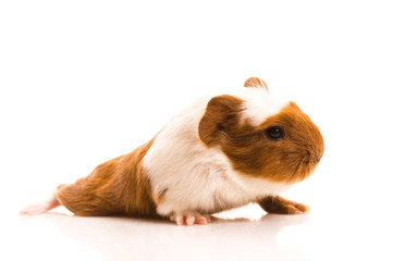 baby guinea pig