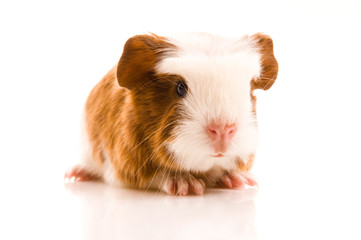 baby guinea pig