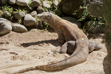 Komodo Dragon