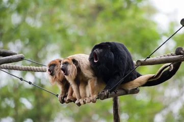 Photo sur Plexiglas Singe singes hurleurs