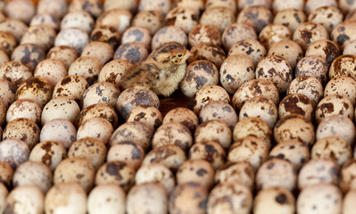 quail eggs