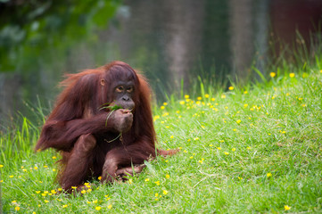 cute orangutan © Eric Gevaert