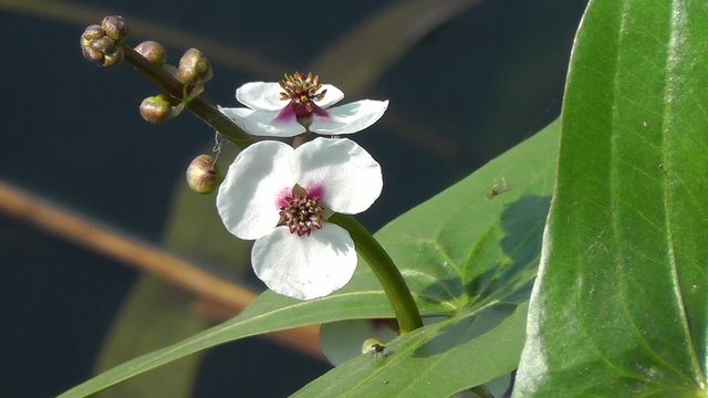 Gewöhnliche Pfeilkraut - Sagittaria sagittifolia