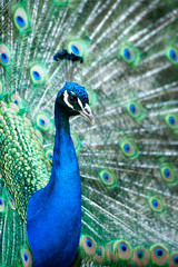Naklejka premium male indian peacock showing its feathers