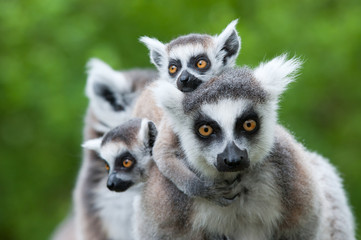 ring-tailed lemur with her cute babies - obrazy, fototapety, plakaty