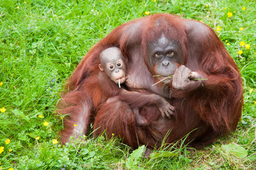 orangutan with her cute baby © Eric Gevaert