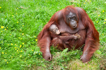 orangutan with her cute baby © Eric Gevaert