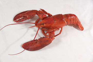 lobster