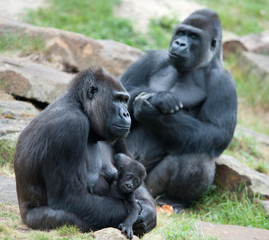 gorilla and her baby