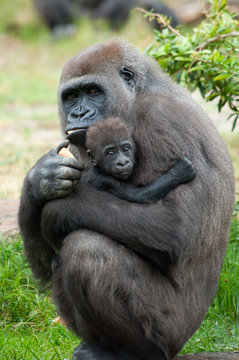 Fototapeta goryl i jej dziecko