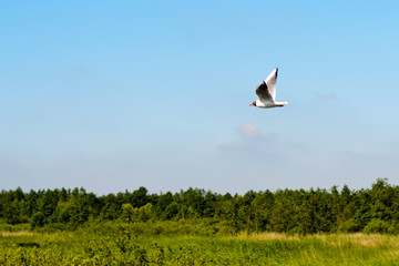 East Prussia Landscape