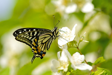 アゲハチョウとバイカウツギ