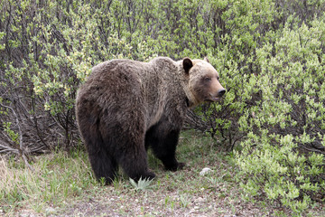 Fototapeta na wymiar Grizzly. Banff National Park. Kanada