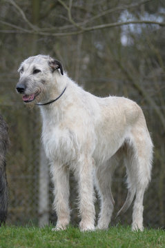 IRISH WOOLFHOUND.