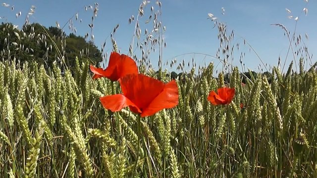 Coquelicots dans un champ de bl&eacute;s