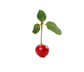 Cherry