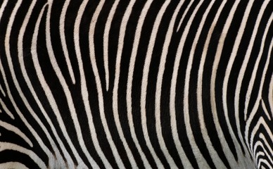 Details of zebra - 33509116