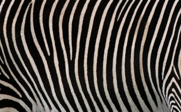 Details of zebra