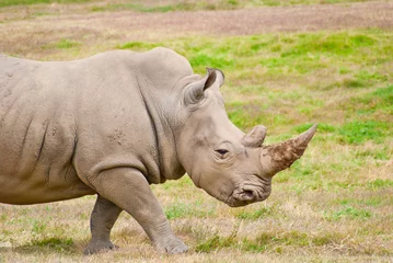 Foto op Plexiglas Adult Rhino Walking On Dry Grassland © KonArt