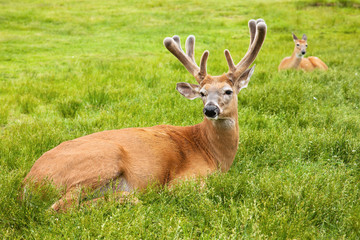 Two deer sitting in a grassy prairie