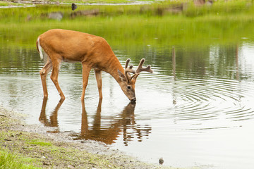 Obraz na płótnie Canvas Young male deer (buck) drinking from lake