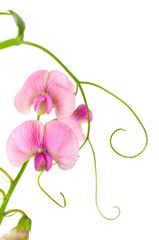 Pink flowers of the field peas. Background