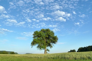 Fototapeta na wymiar Einzelner Baum