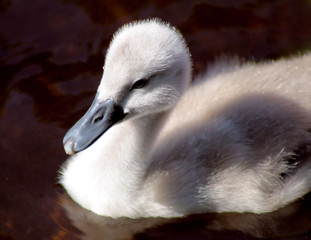 Soft and fluffy baby swan  (Mute swan cygnet)