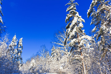 Sparkling Sunny Winter