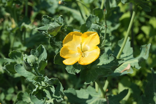Gelber Hornmohn